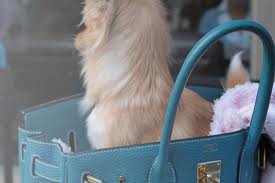 Dog in hermes Birkin bag