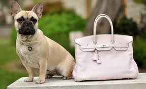 Dog next to a Hermes Birkin bag